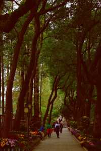 又到了醉白池最美的季節。