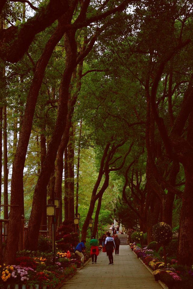 又到了醉白池最美的季節。 又到了醉白池最美的季節。