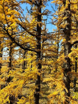 Hadamu National Forest Park. 