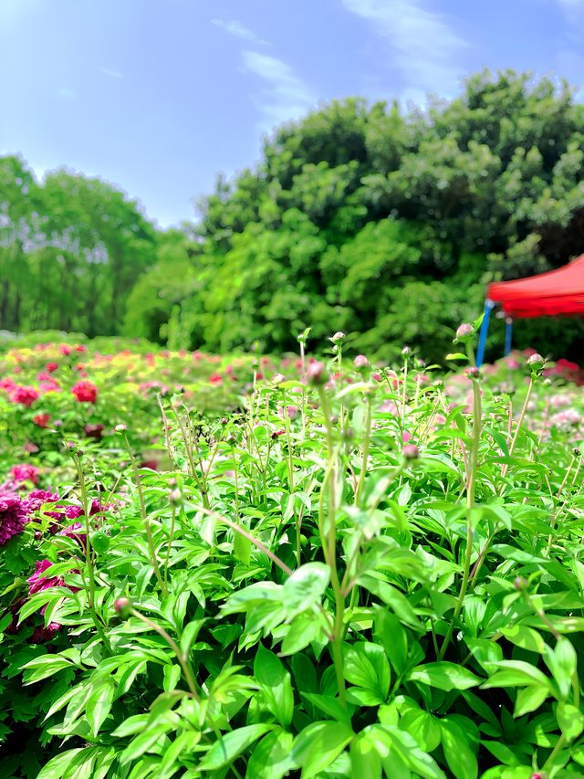 洛陽隋唐植物園 | 一場穿越古今的自然之旅。