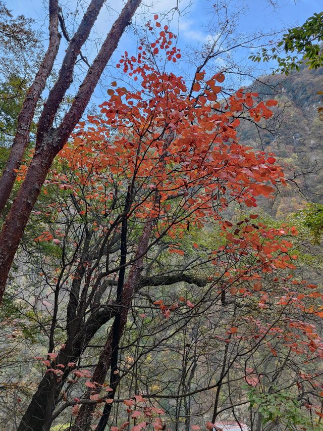 陝西西安|太平國家森林公園。