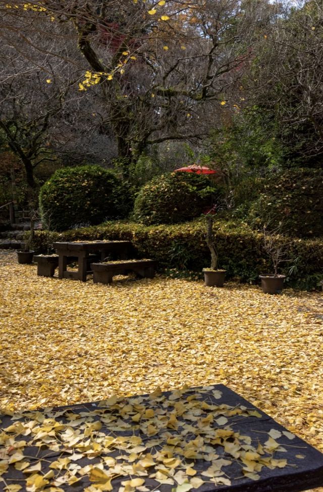 東京小眾賞楓名所「京王百草園」紅葉祭來了。
