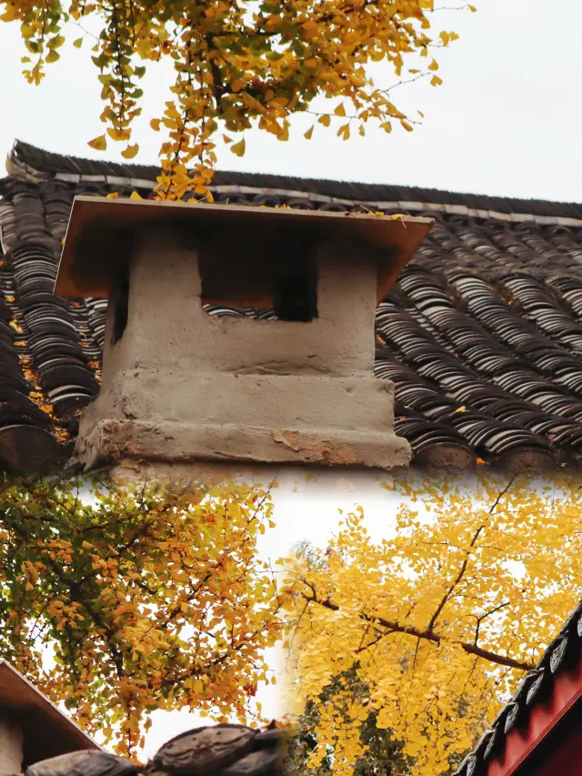 Admire the ginkgo trees in Jinli Ancient Street, Chengdu.