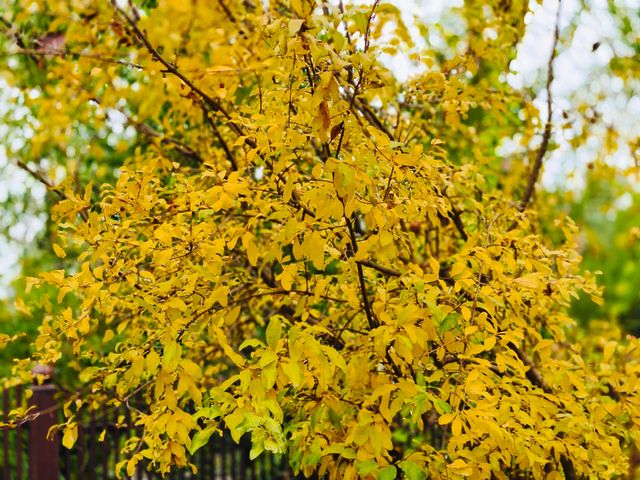 西安‖紡織城這個拐角公園秋色如畫。