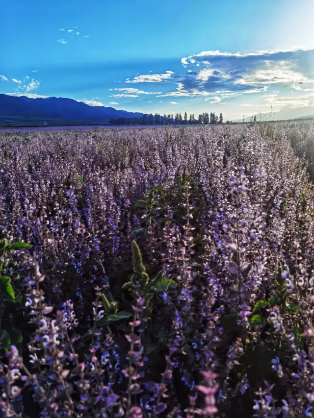 4-Day Yili-Bortala Itinerary: A Super Detailed Guide! Save it now!