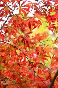 南京棲霞山紅楓觀賞攻略。