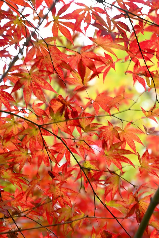 南京棲霞山紅楓觀賞攻略。