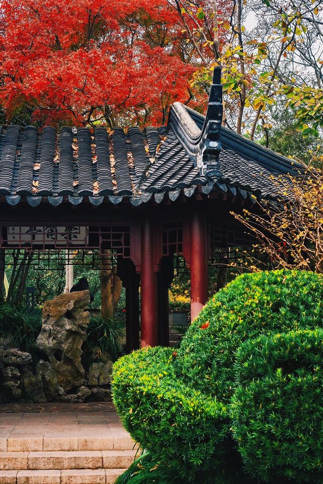 在上海市區的賞秋地圖當中，這是一個頗為冷門的小公園。