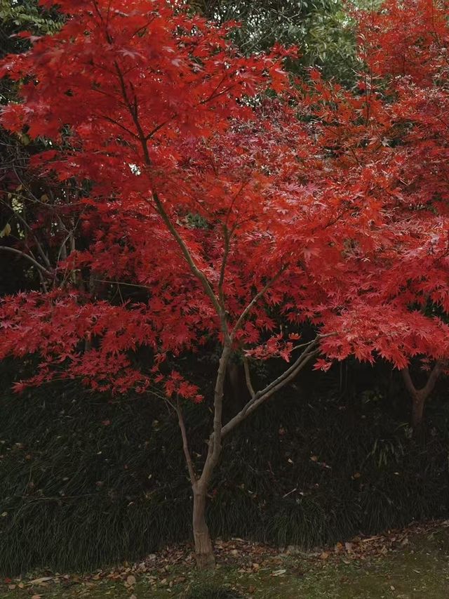 南通如皋·水繪園｜一日遊園免費觀賞滿天楓葉