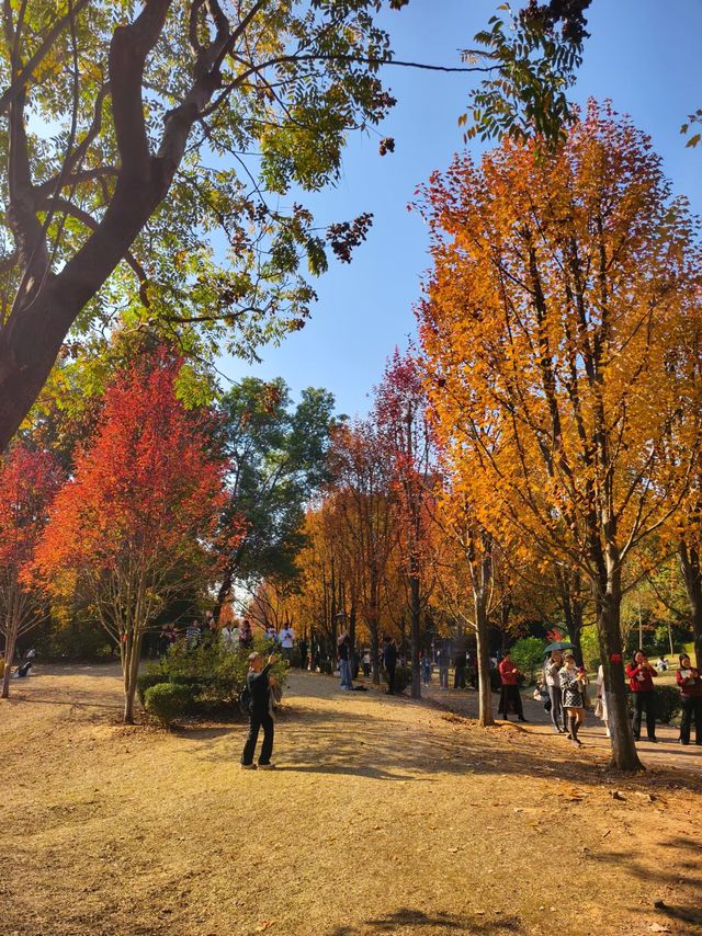 湖南農業大學楓葉林