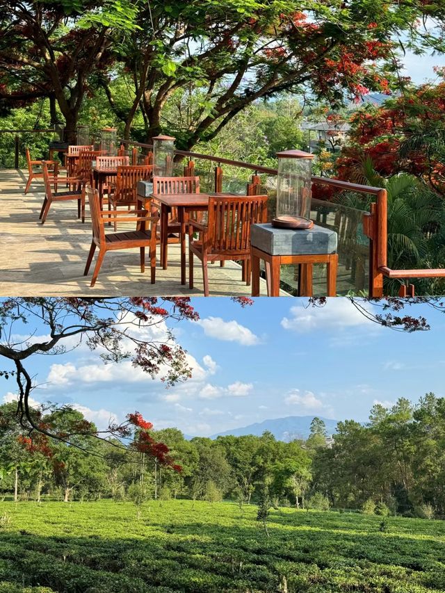 景邁山這家隱秘酒店，讓我睡進了普洱茶園