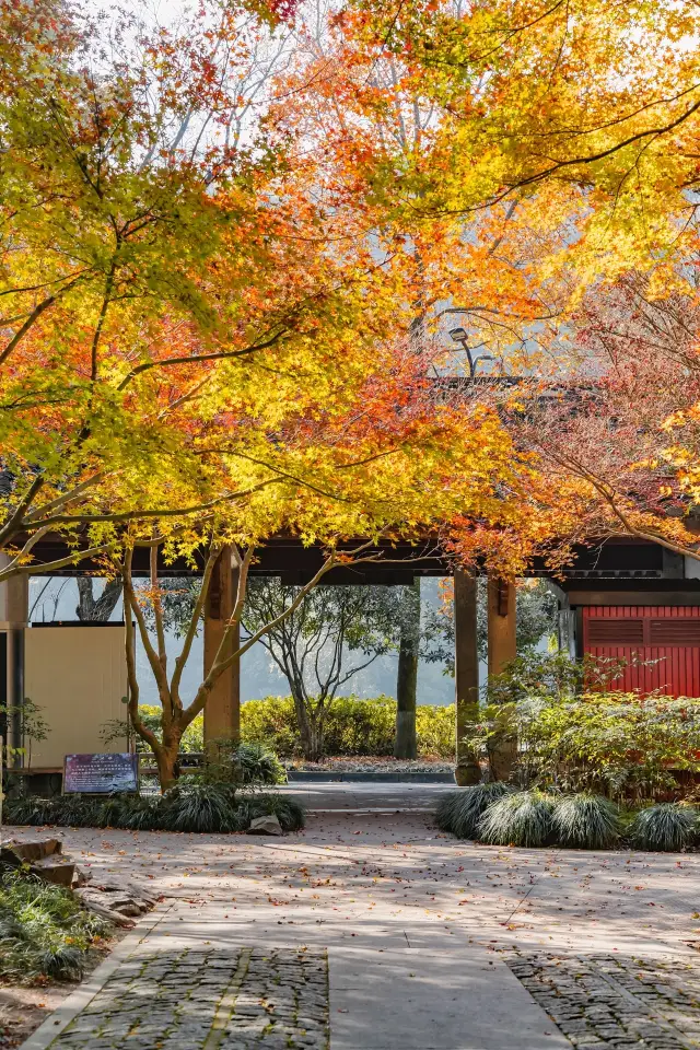 楓葉季的雲棲竹徑真的好美