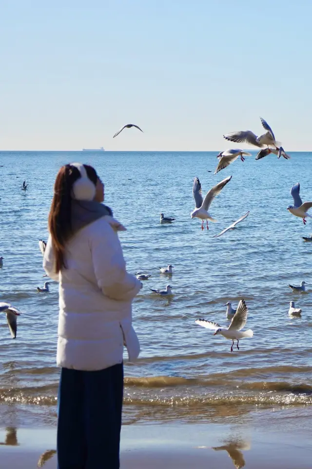 Qinhuangdao | Seagulls from Siberia and the sunrise over the sea are so romantic