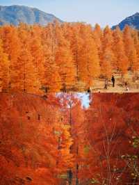 保護海岸，紅樹林是認真的