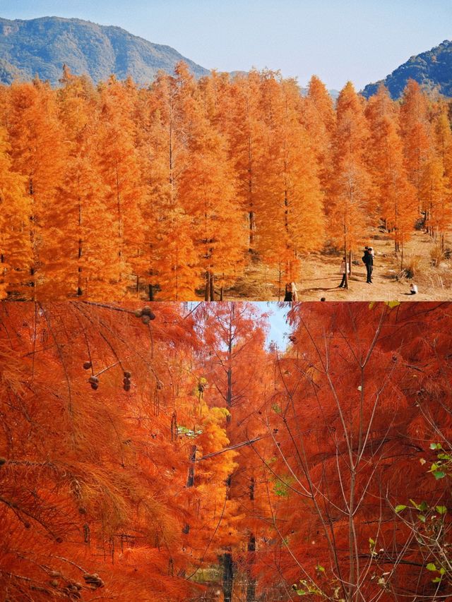 保護海岸，紅樹林是認真的