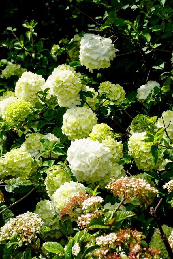 Explore the Auckland Botanic Garden This Spring