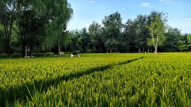 北坞公園的夏天，真美！