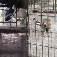 達累斯薩拉姆動物園，與非洲野生動物親密接觸的超讚體驗