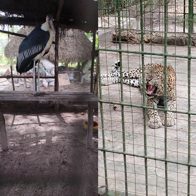 達累斯薩拉姆動物園，與非洲野生動物親密接觸的超讚體驗