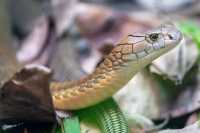 Explore the Wonders of London Zoo