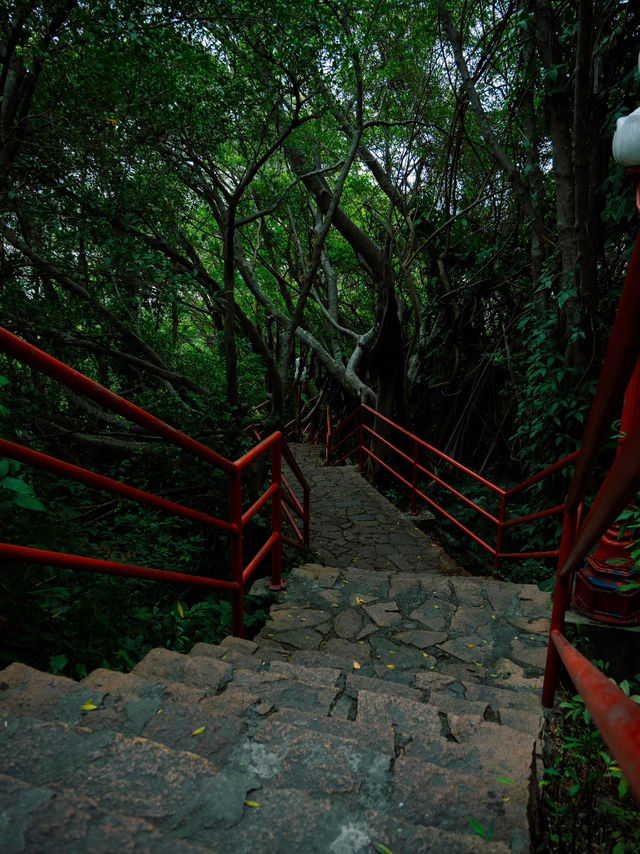 《中山市龍山公園的“綠野仙蹤”之旅》