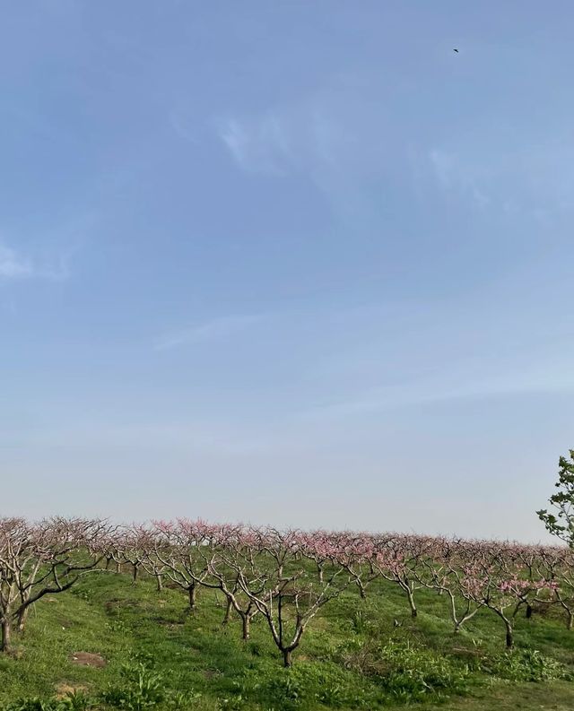 "農業小鎮"~鄂州杏福園旅遊區 "農業小鎮"~鄂州杏福園旅遊區