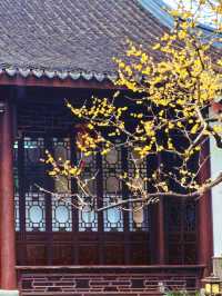 2.14實拍︳古漪園的梅花已經開了！可以衝！