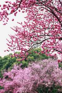 花重錦官城