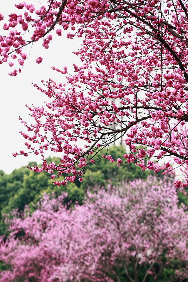 花重錦官城
