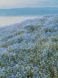 接下來日本的花，粉蝶藍：宮崎駿動畫裡的世界🪄