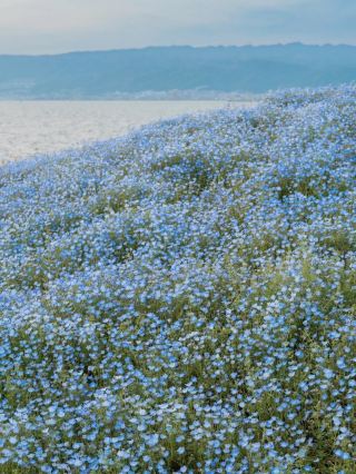 Next up for Japanese flowers, Nemophila: the world of Studio Ghibli magic🪄