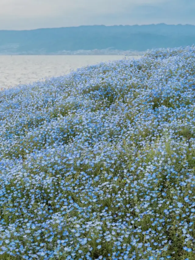 Next up for Japanese flowers, Nemophila: the world of Studio Ghibli magic🪄