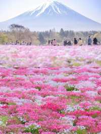 接下來日本的花，粉蝶藍：宮崎駿動畫裡的世界🪄