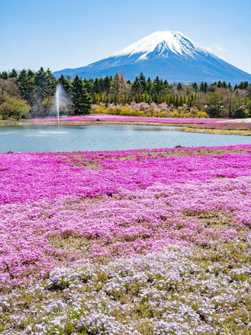 次に日本の花、ネモフィラ：宮崎駿アニメの世界🪄 | Trip.com ひたちなか