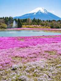 接下來日本的花，粉蝶藍：宮崎駿動畫裡的世界🪄