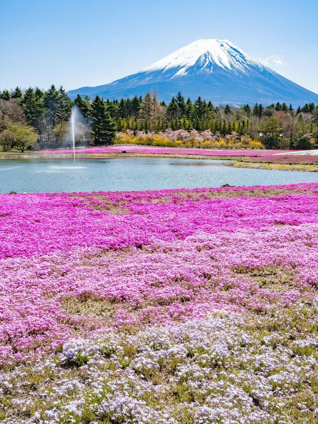 接下來日本的花，粉蝶藍：宮崎駿動畫裡的世界🪄