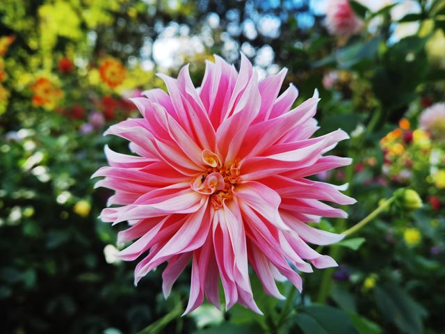 哈利法克斯 Day 1 公眾花園 Public Garden