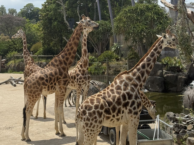 Auckland Zoo For Year Of the Snake, So Many Happy Animals!