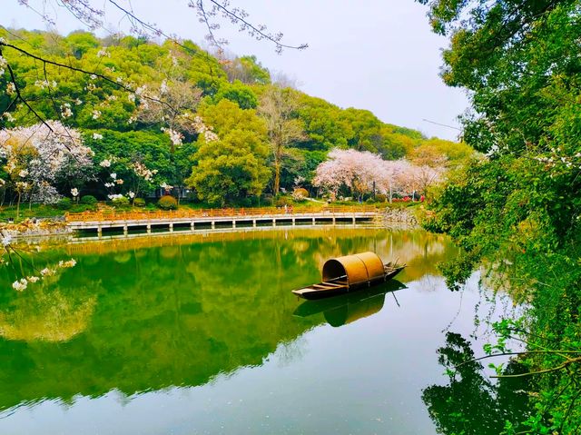 望月公園賞櫻花 望月公園賞櫻花