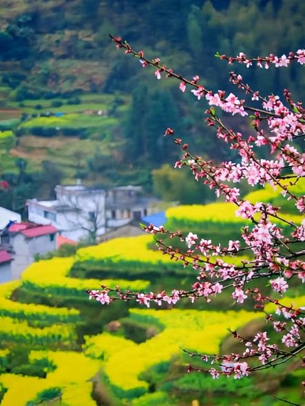 江浙滬衢州觀賞油菜花好去處