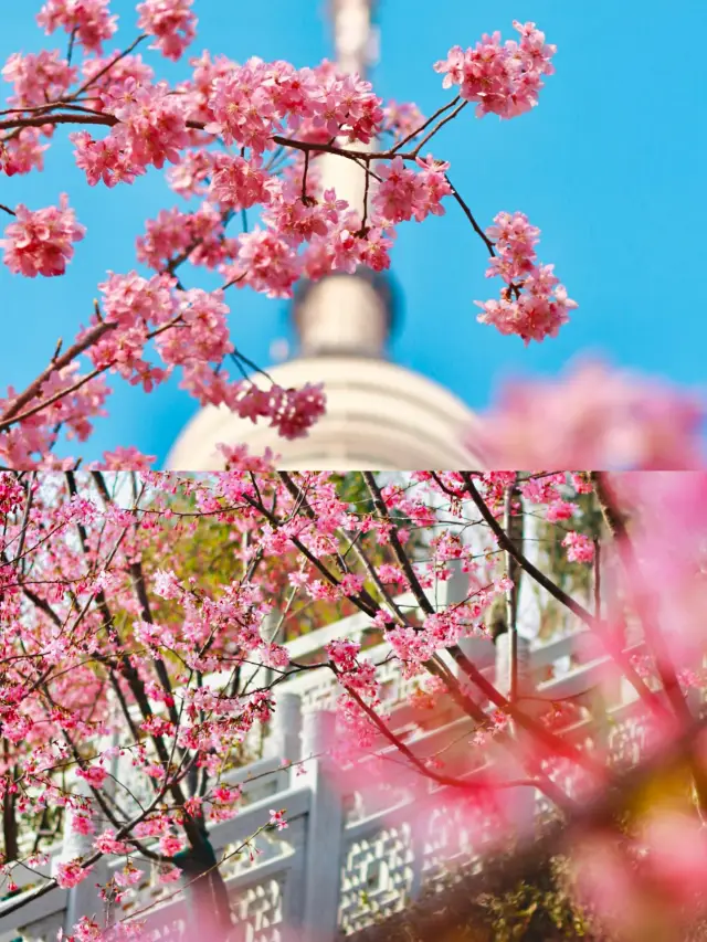 Great spots for cherry blossom viewing in Wuhan‖If you can't get into Wuhan University, come here!