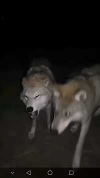可可西里 輕盈奔跑 肆意馳騁動物世界
