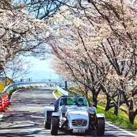 藏在名古屋的小眾賞櫻秘境🌸 木曾川堤