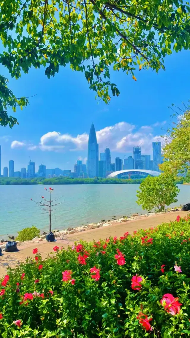Shenzhen Coastal Cycling Path: Don't you want to enjoy the fun of cycling by the sea?