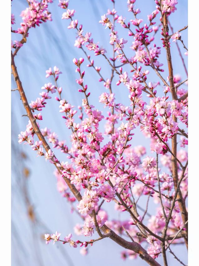 北京3月，一定一定要去頤和園看一次西堤花海