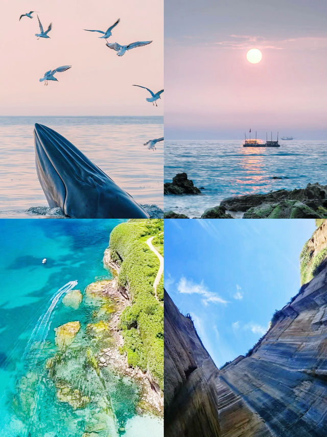 浪漫到連海豚都忍不住為你比心！