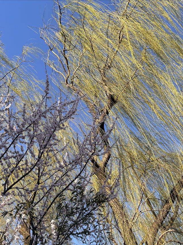 紫竹院賞山桃花～