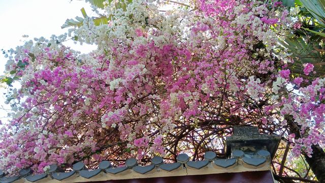 春分賞花才是正經事
