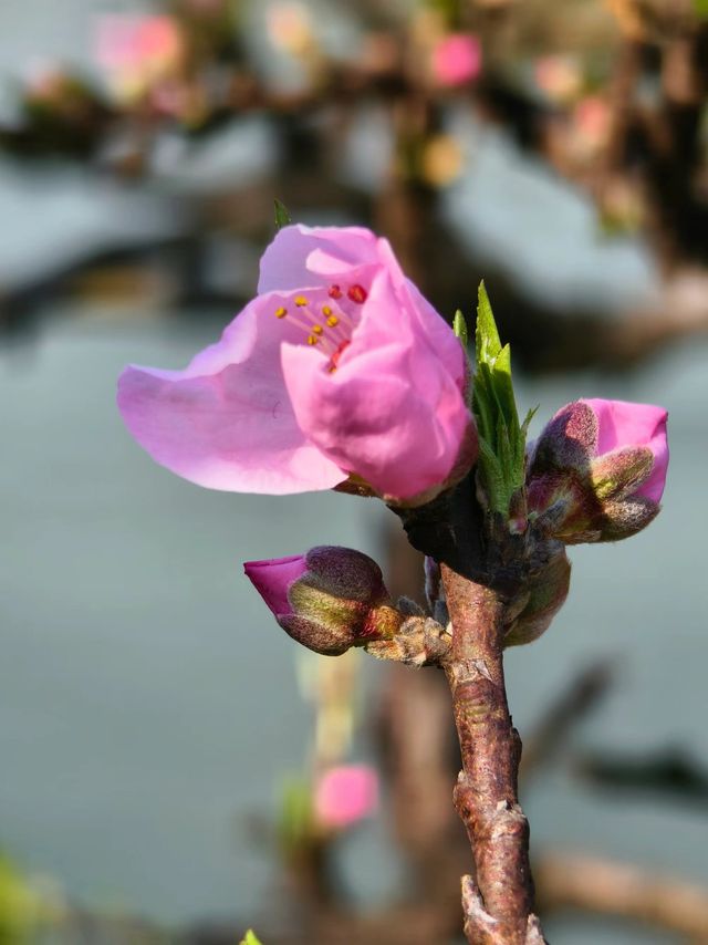 湖南省植物園鬱金香盛放