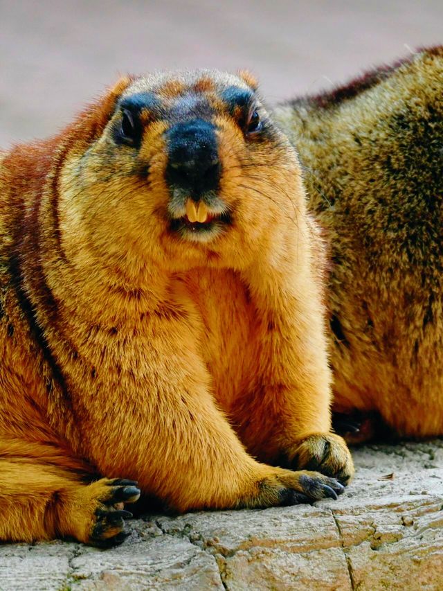 上海野生動物園：與動物共度難忘時光